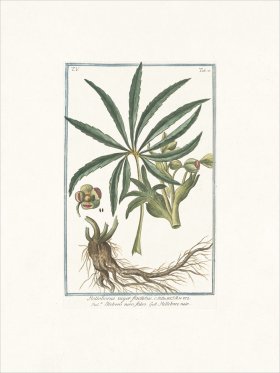 Bonelli 427 Stinking hell-wore