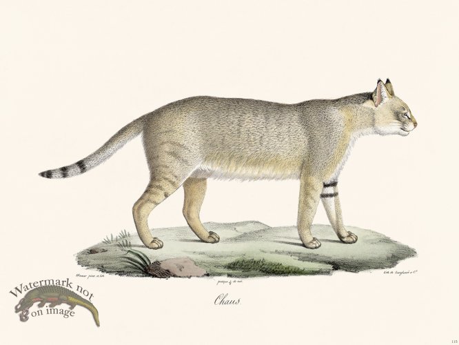 (image for) Cuvier 115 Jungle Cat