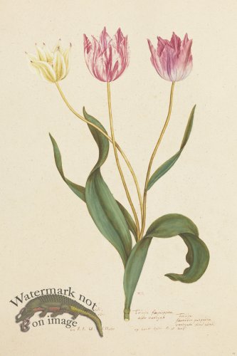 (image for) Blomboken 022