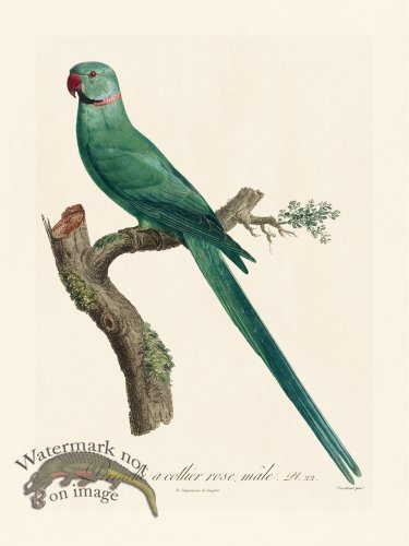 (image for) Barraband Parrot 022