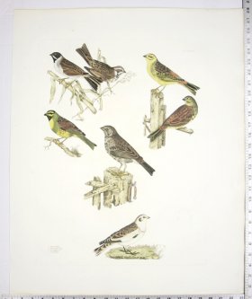 Buntings/Common; Yellow; Reed; Cirl; Tawny