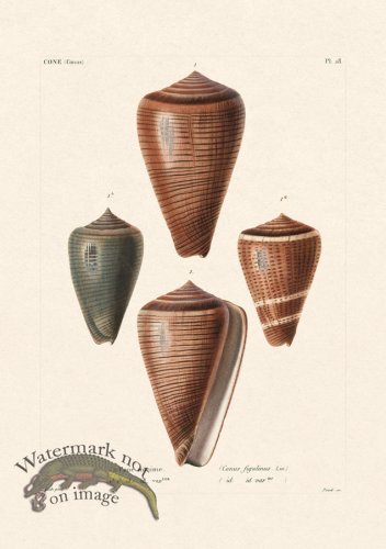 (image for) French Shell 028