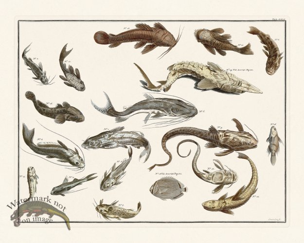 (image for) Seba B2 029 Fish