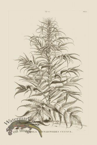 (image for) Abraham Munting 209