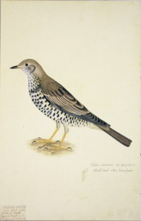 108 Swedish Birds . Turdus Viscivorus ? Mistle Thrush