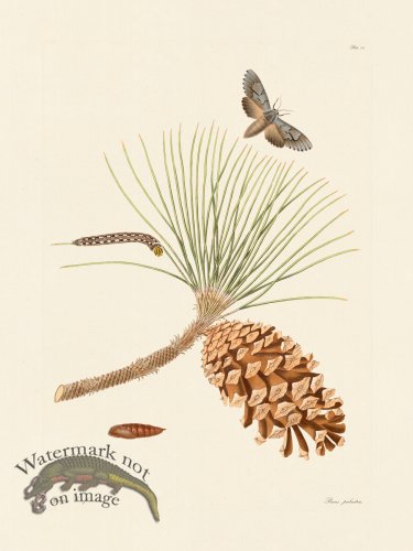 (image for) Abbot Butterfly 042