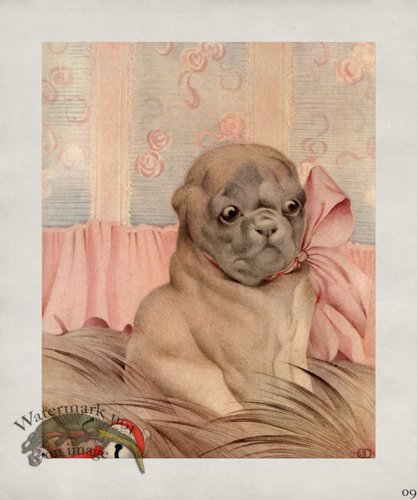 (image for) Puppy Dog 09