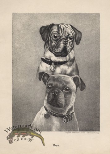 (image for) 1890s Dogs 08