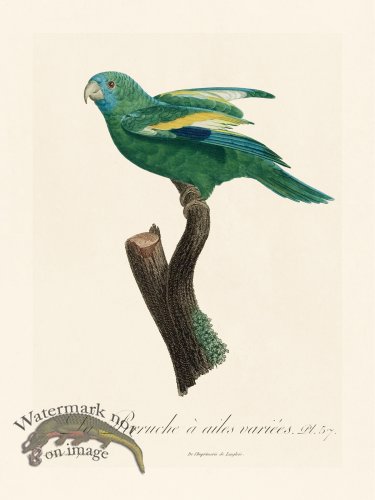 (image for) Barraband Parrot 057