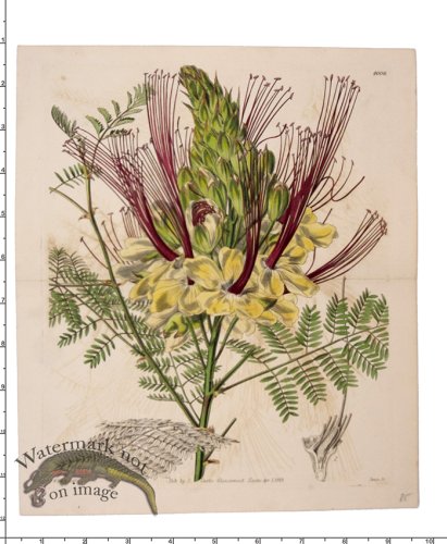 (image for) Curtis Botanical 087