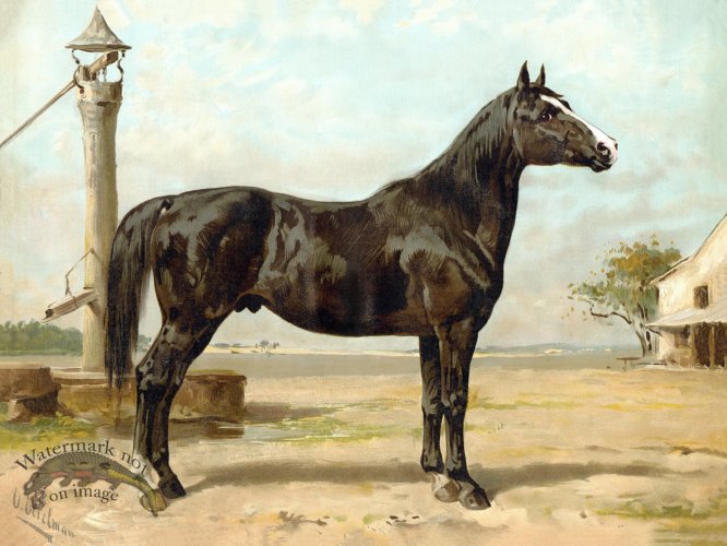 Hungarian by Eerelman