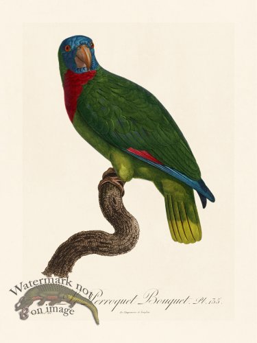 (image for) Barraband Parrot 135