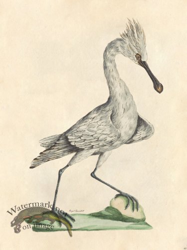 (image for) Regal Spoonbill - Tribute Bd 60 M