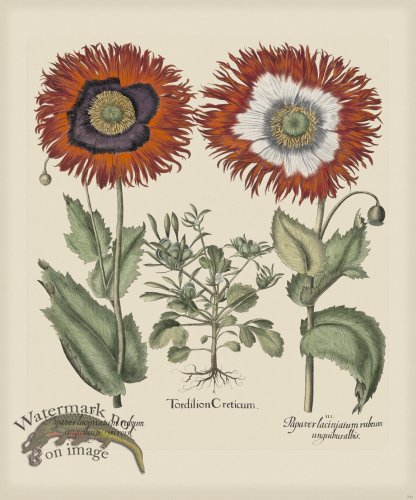 (image for) Besler 292 Colored B2