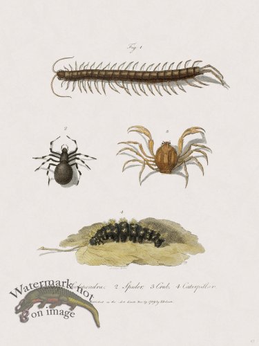 (image for) 47 New Holland Caffowary