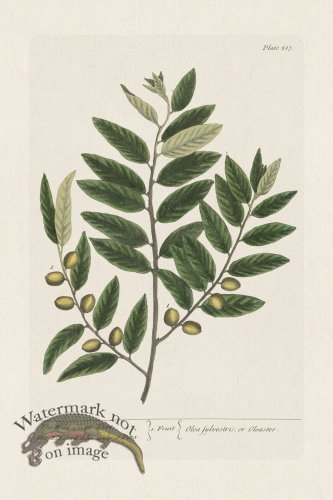 (image for) BEE 213 The Wild Olive Tree