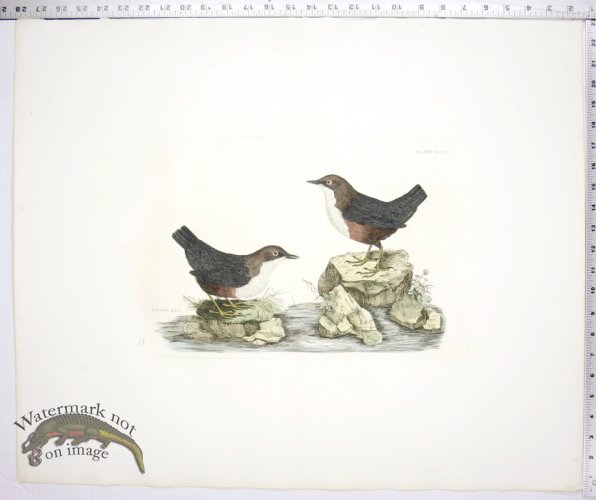 Dipper - Male & Female