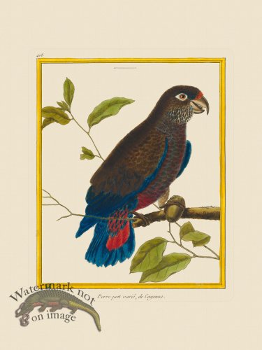(image for) Martinet Bird 408