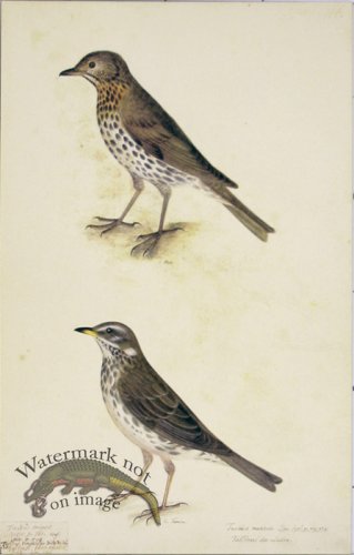 (image for) 106 Swedish Birds . Turdus Musicus, Song Thrush, Male & Female