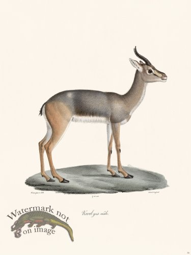 (image for) Cuvier 055 Male Gray Rhebok