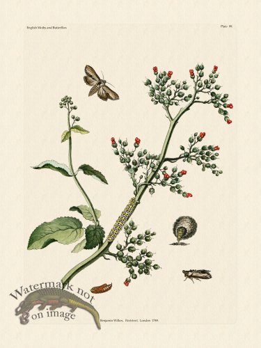 (image for) Wilkes Butterflies 099