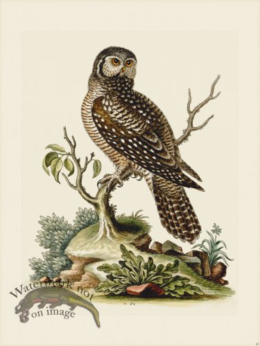 (image for) Edwards 062 Little Hawk Owl