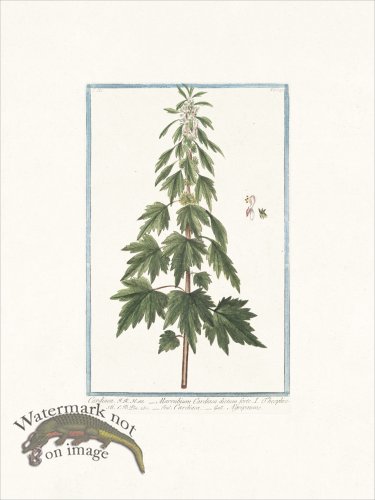(image for) Bonelli 242 Motherwort