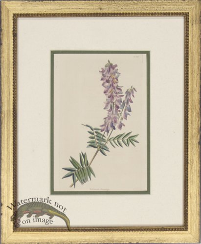 (image for) Loddiges DGF 02