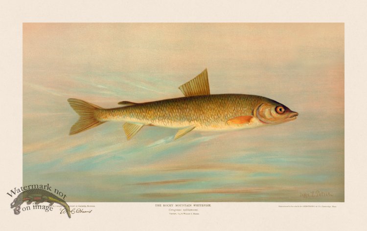 (image for) Rocky Mountain Whitefish
