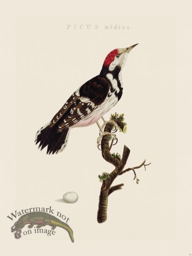 (image for) Nozeman Bird 149