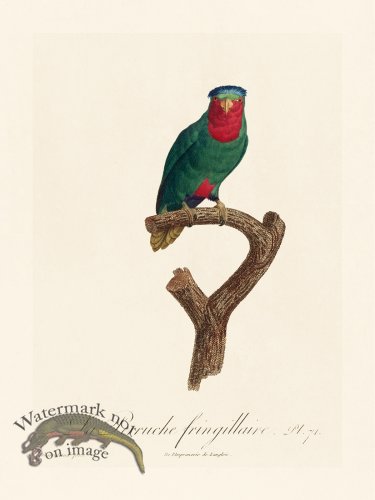 (image for) Barraband Parrot 071