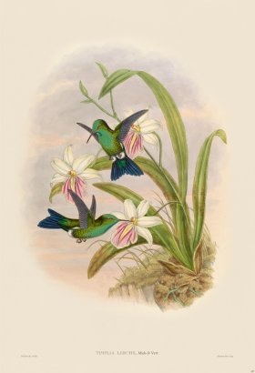 Gould Hummingbird 417