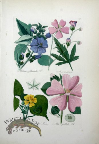 (image for) Deutschlands Flora 06