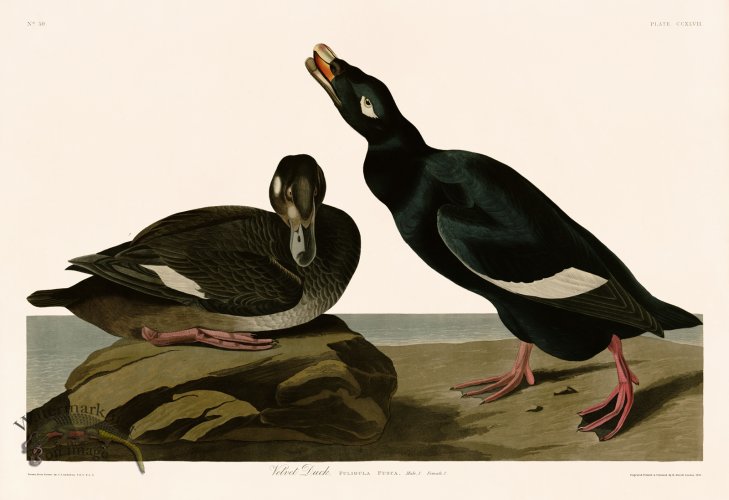 (image for) 247 Velvet Duck