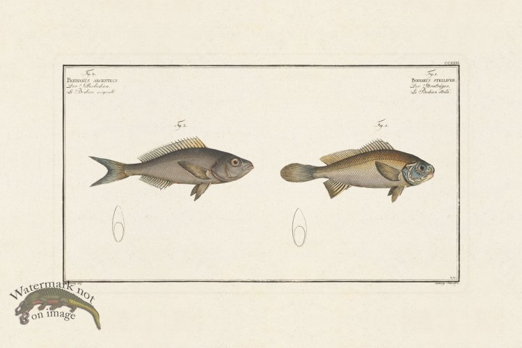 (image for) BLOCH FISH 231