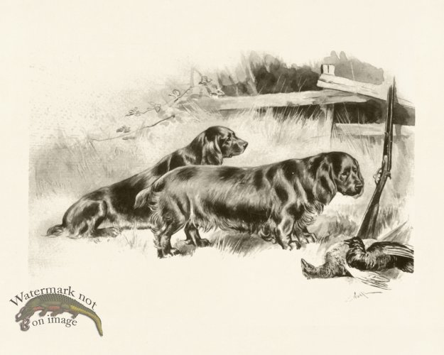 (image for) Modern Dogs 23