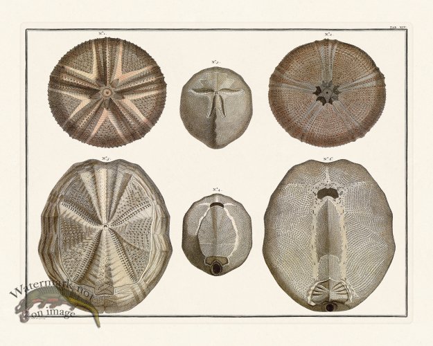 (image for) Seba B2 014 Urchin