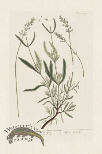 (image for) BEE 295 Broad leaved Lavender