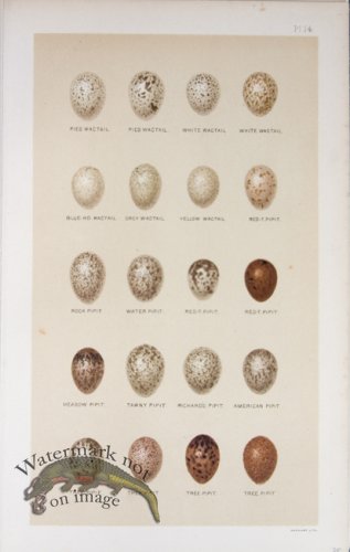 (image for) Seebohm Eggs 17