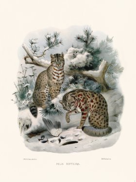 Elliot Cat 27 Cat Euptilura