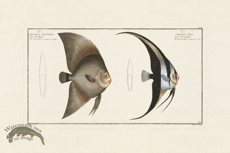 (image for) BLOCH FISH 199