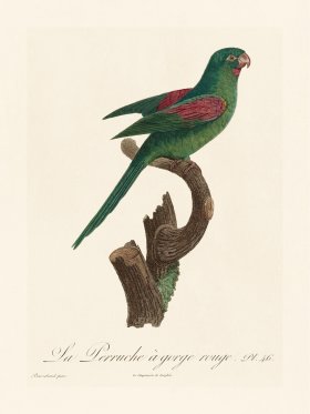 Barraband Parrot 046