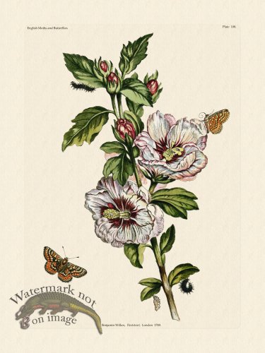 (image for) Wilkes Butterflies 108