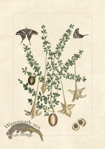 (image for) Olden Butterfly 100