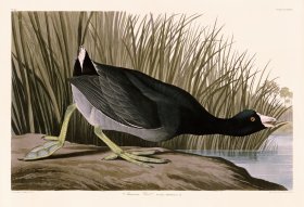 239 American Coot