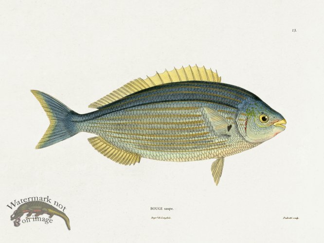 (image for) Werner Fish 013