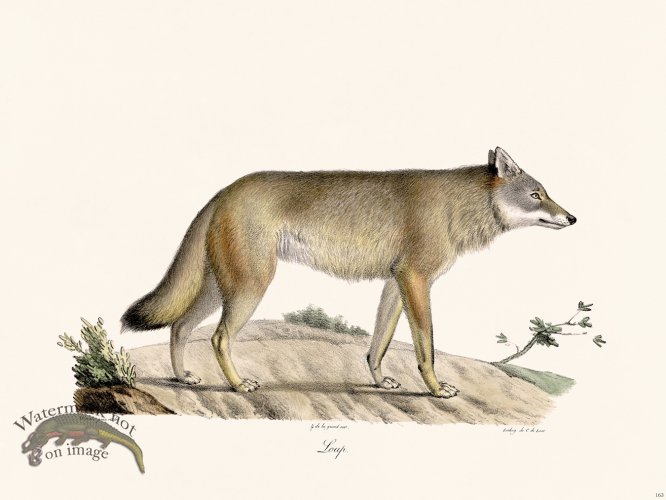 (image for) Cuvier 163 Wolf