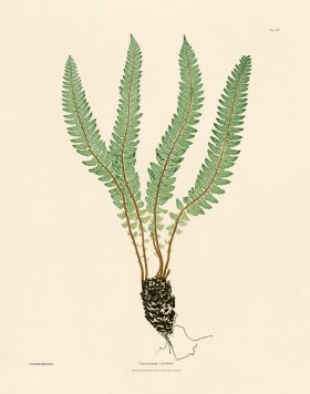 (image for) Bradbury Fern 20