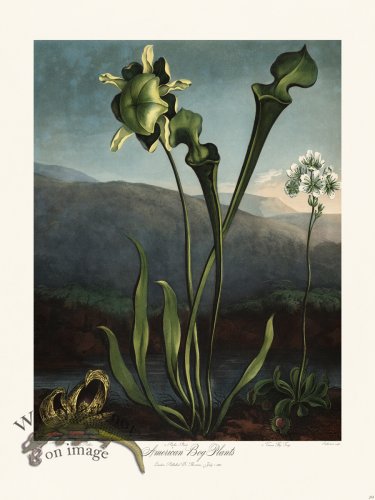 (image for) 25 American Bog Plants