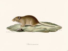 Cuvier 302 Rat Of Maoissons